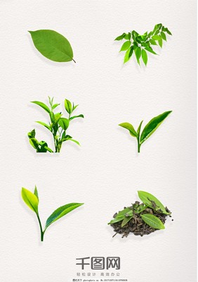 綠意盎然 茶葉圖案元素的藝術與文化意涵