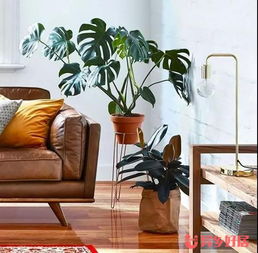 在澳洲生活，幫你盤點(diǎn)那些省時(shí)又省錢的家居實(shí)用好物